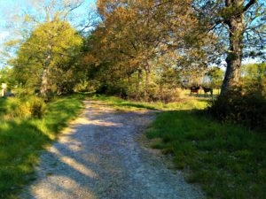 chemin randonnée